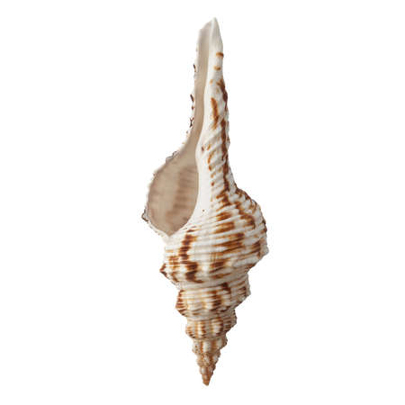 Seashell isolated on white background top view.の写真素材