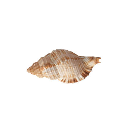 Seashell isolated on white background top view.の写真素材