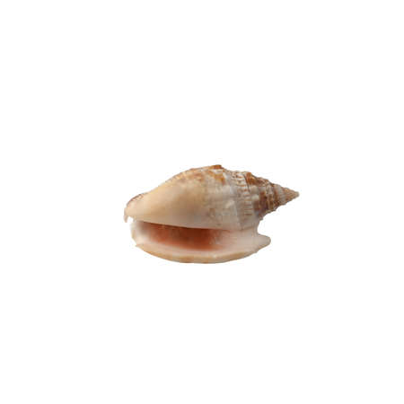 Seashell isolated on white background top view.の写真素材