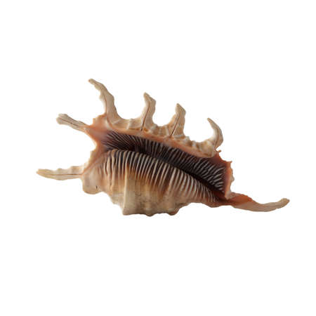 Seashell isolated on white background top view.の写真素材