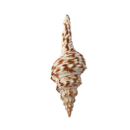 Seashell isolated on white background top view.の写真素材