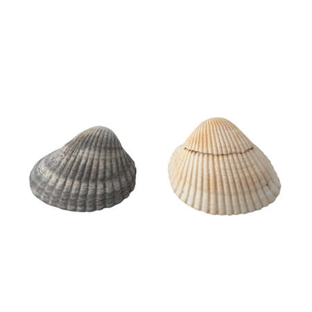Seashell isolated on white background top view.の写真素材