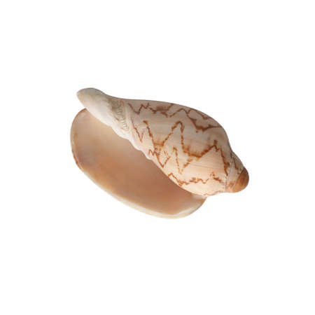 Seashell isolated on white background top view.の写真素材