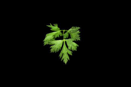 Parsley leaf isolated on black background close-up ingredient.の写真素材