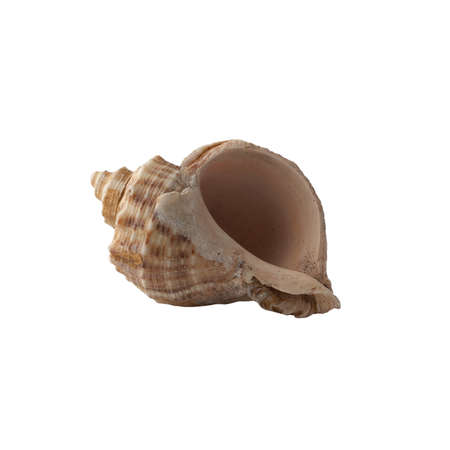 Seashell isolated on white background. Shell for design.の写真素材