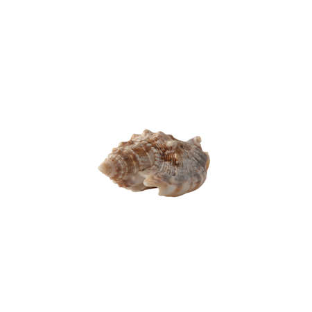 Seashell isolated on white background. Shell for design.の写真素材