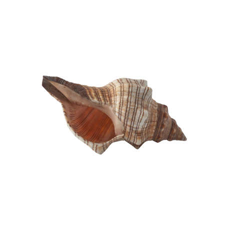Seashell isolated on white background. Shell for design.の写真素材
