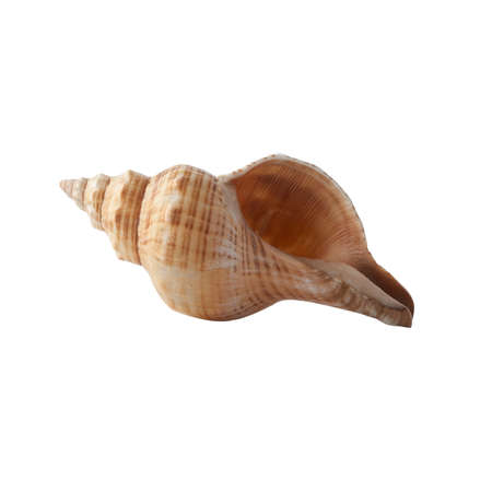 Seashell isolated on white background. Shell for design.の写真素材