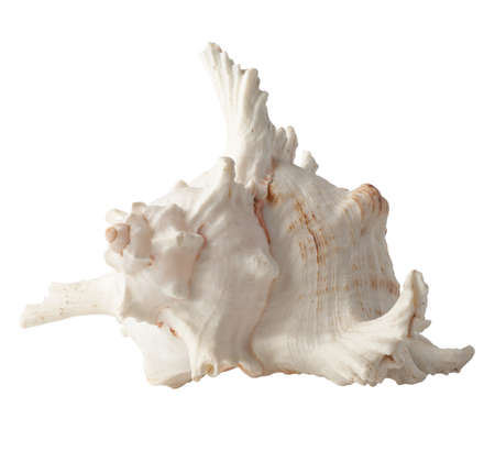 Seashell isolated on white background. Shell for design.の写真素材