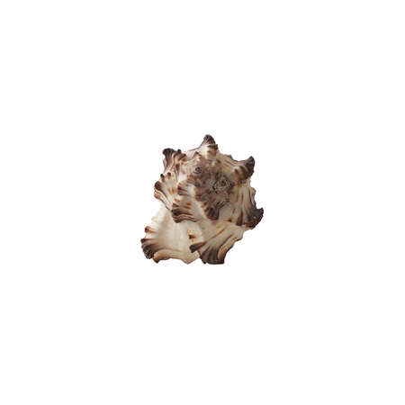 Seashell isolated on white background. Shell for design.の写真素材