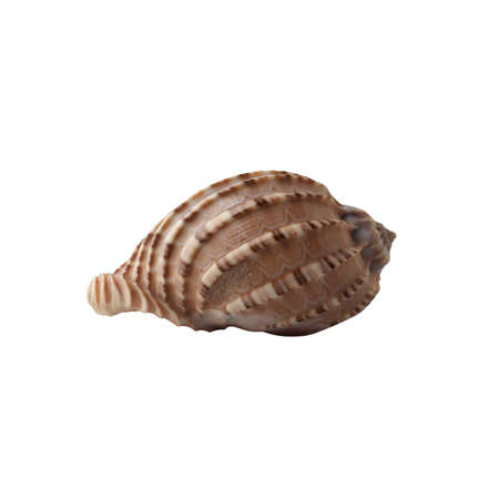 Seashell isolated on white background. Shell for design.