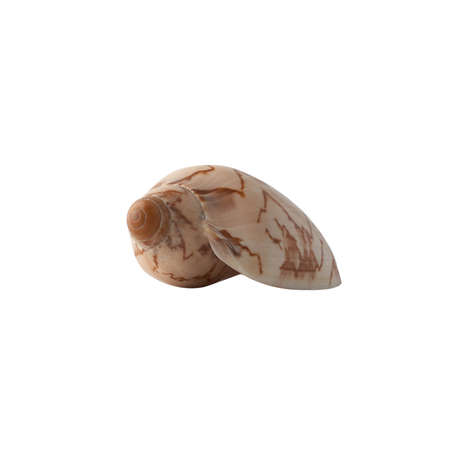 Seashell isolated on white background. Shell for design.