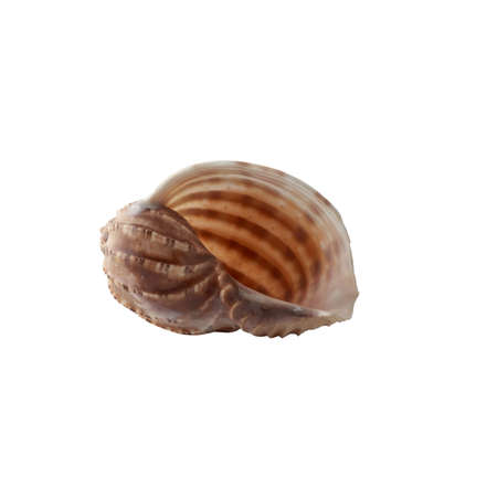 Seashell isolated on white background. Shell for design.
