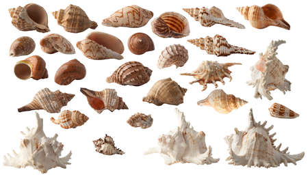 Set collection of different seashells isolated on white background.の写真素材