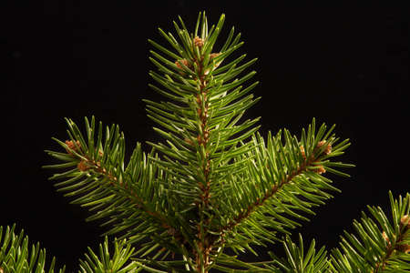 Top of a pine tree close-up macro on a black background.の写真素材