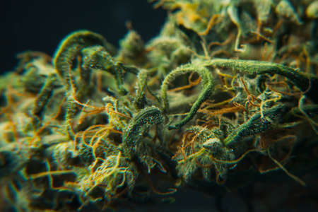 Dried marijuana bud big close up macro. Texture crystals trichomes.