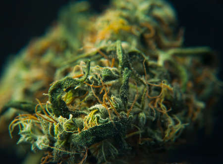 Dried marijuana bud big close up macro. Texture crystals trichomes.の写真素材