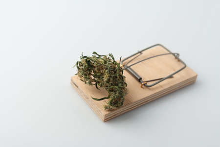 Cannabis addiction. The concept of studying mental addiction to drug use.の写真素材