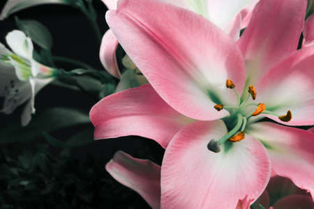 Lily bud close-up on a black background. Close-up petals detail.の写真素材