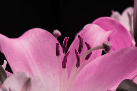 Lily bud close-up on a black background. Close-up petals detail.の写真素材