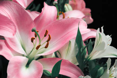 Lily bud close-up on a black background. Close-up petals detail.の写真素材