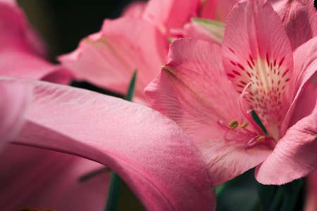Lily bud close-up on a black background. Close-up petals detail.の写真素材