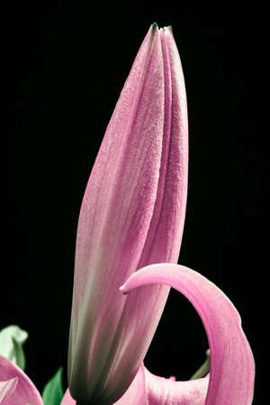 Pink lily closed bud close-up on a black background.の写真素材