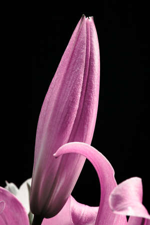 Pink lily closed bud close-up on a black background.の写真素材