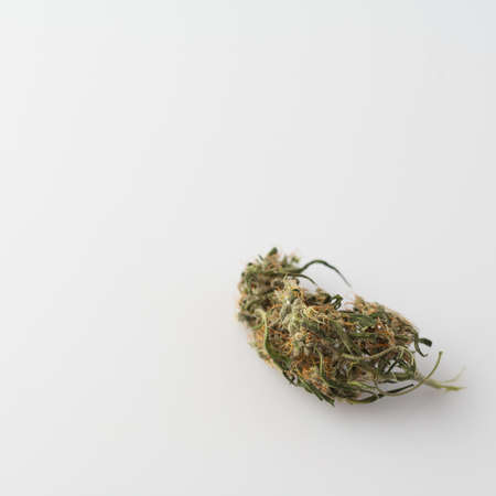Hemp bud on a white background. Medical cannabis drug.の写真素材