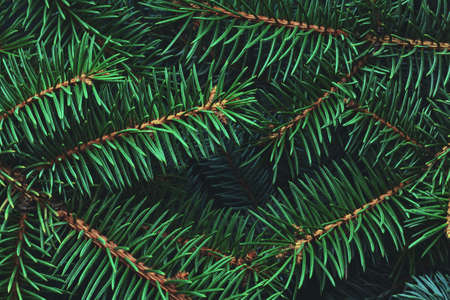 Christmas New Year background from empty pine branches.の写真素材