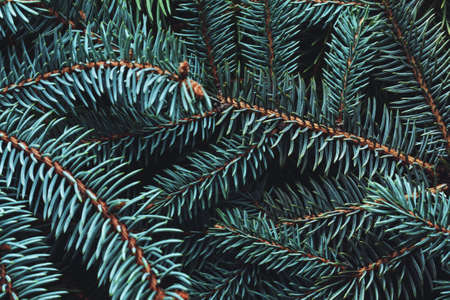 Christmas New Year background from empty pine branches.の写真素材