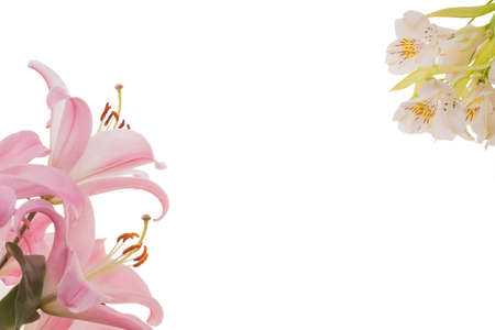 Studio photo of flowers, blank with place for text. Greeting card. Card, postcard, invitation, congratulation and wedding greeting.の写真素材