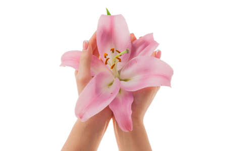 Female hands with French manicure and lily flowers isolated on white background.の写真素材