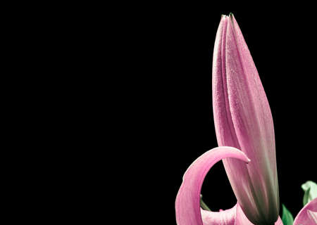 Closed pink lily bud close-up isolated on black background. Blank space for postcards.の写真素材