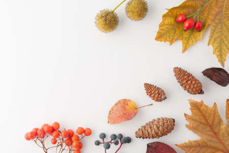 Autumn white background with yellow leaves and blank space. Minimalistic simple. Flat lay top view.の写真素材