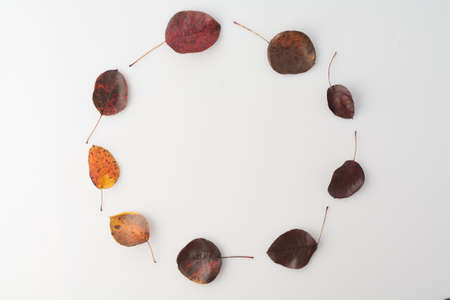 Autumn white background with yellow leaves and blank space. Minimalistic simple. Flat lay top view.の写真素材