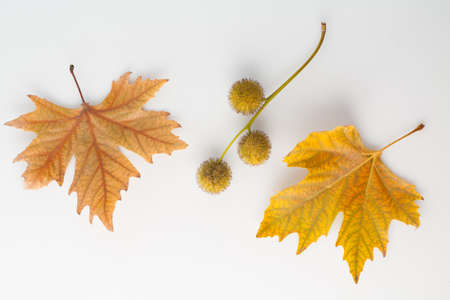 Autumn white background with yellow leaves and blank space. Minimalistic simple. Flat lay top view.の写真素材