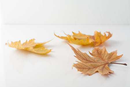 Autumn white background with yellow leaves and blank space. Minimalistic simple. Side view.の写真素材