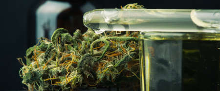 Cannabis bud and oil cbd on a dark, close up macro photo product hemp.の写真素材