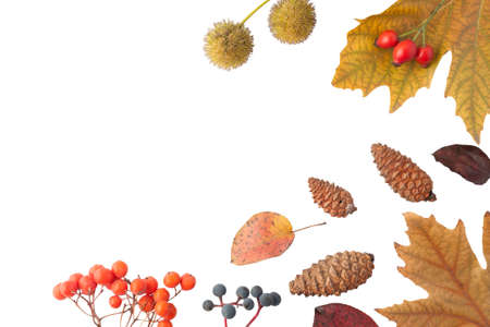 Autumn card with yellow leafs isolated on white background. Leafs frame. Empty space, blank design.の写真素材