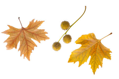 Autumn leaves isolated on white background.の写真素材