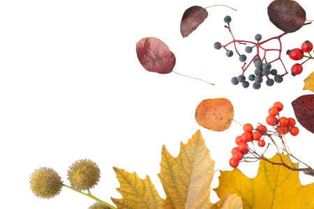 Autumn card with yellow leafs isolated on white background. Leafs frame. Empty space, blank design.の写真素材
