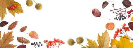 Set collection of autumn leaves isolated on white background. Design decoration detail of nature season.の写真素材