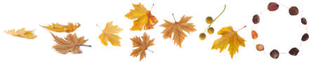 Set collection of autumn leaves isolated on white background. Design decoration detail of nature...