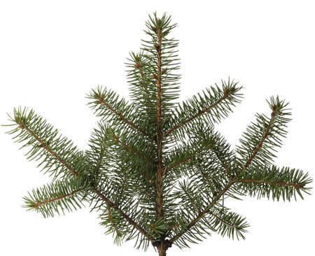 Pine branch, isolated without a shadow. Close-up. Christmas. New Year.の写真素材