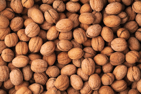 Heap of walnut in a shell background texture of aの写真素材