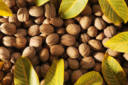 Heap of walnut in a shell background texture of aの写真素材