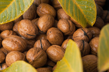 Heap of walnut in a shell background texture of aの写真素材