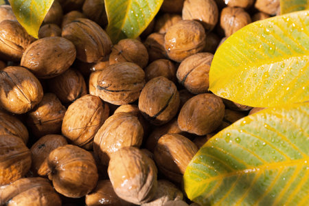Heap of walnut in a shell background texture of aの写真素材