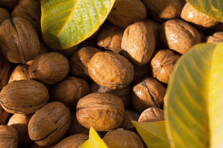 Walnuts in a shell background with leaves. Nut harvest.の写真素材